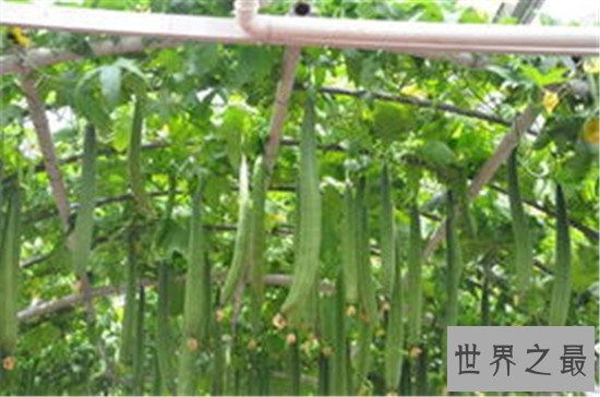 世界上最长的丝瓜,四米长的丝瓜见过没有