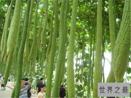 世界上最长的丝瓜,四米长的丝瓜见过没有