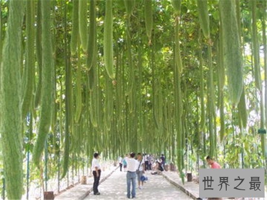 世界上最长的丝瓜,四米长的丝瓜见过没有