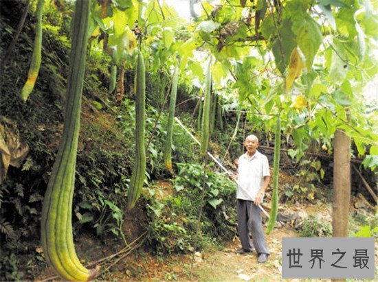 世界上最长的丝瓜,四米长的丝瓜见过没有