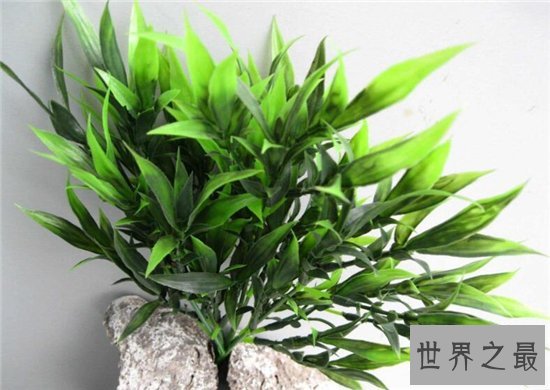 室内最好养的植物排名,吊兰依旧是王者!