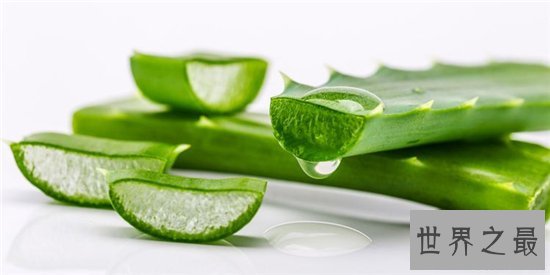 室内最好养的植物排名,吊兰依旧是王者!