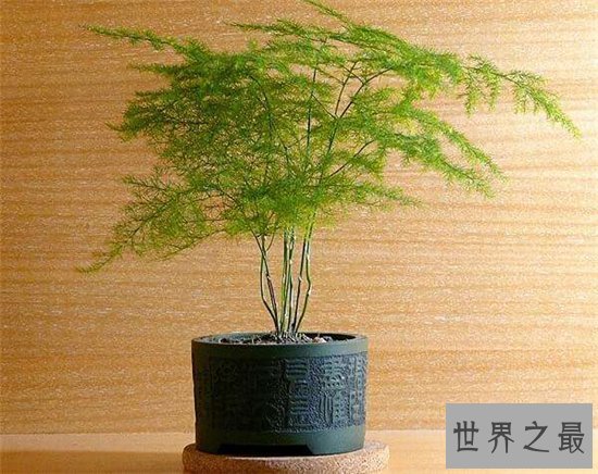 室内最好养的植物排名,吊兰依旧是王者!