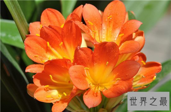 室内最好养的植物排名,吊兰依旧是王者!