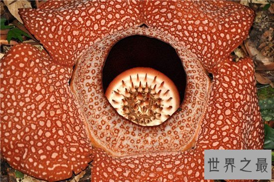 世界十大奇特植物排行,泰坦魔芋一生竟只开两次花!