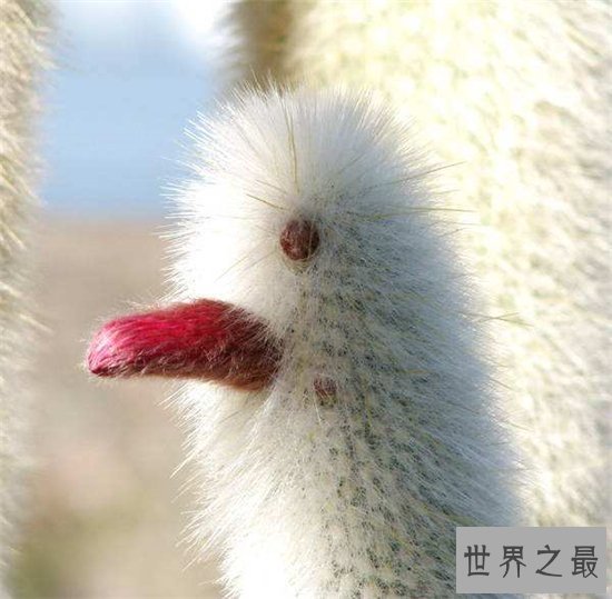 世界十大奇特植物排行,泰坦魔芋一生竟只开两次花!