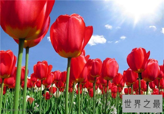 世界上最美丽的10种花,玫瑰花位列第一!