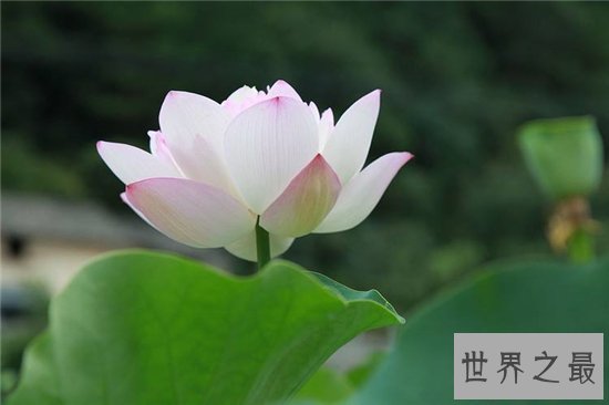世界上最美丽的10种花,玫瑰花位列第一!
