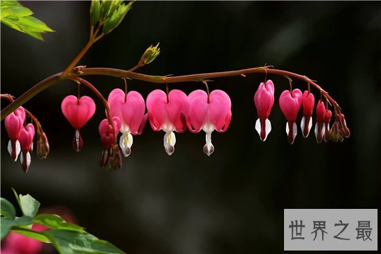 世界上最美丽的10种花,玫瑰花位列第一!
