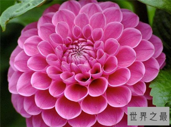 世界上最美丽的10种花,玫瑰花位列第一!
