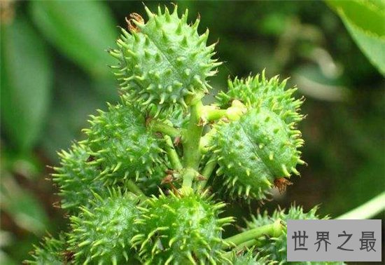 世界上最危险的十大植物,蓖麻竟然排行第二位!