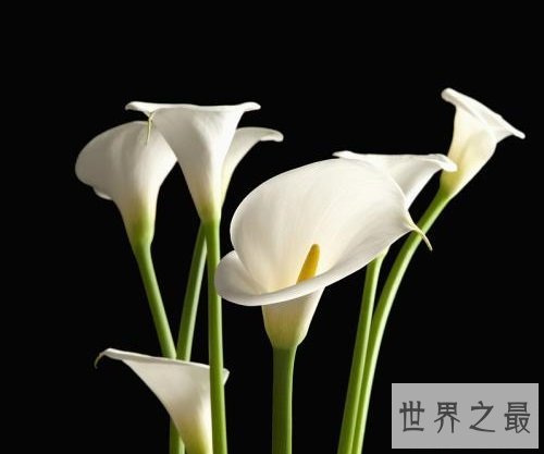 马蹄莲有毒吗?听听专家怎么说!