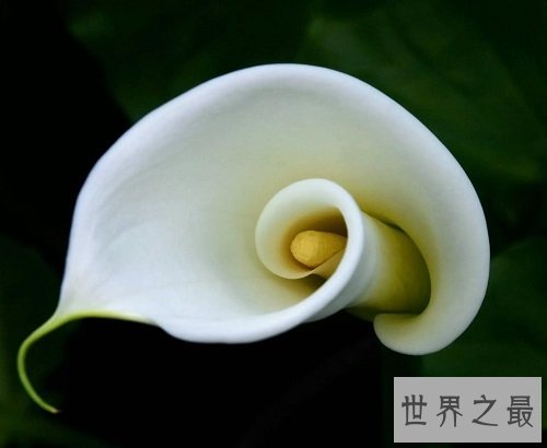 马蹄莲有毒吗?听听专家怎么说!