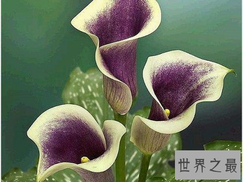 马蹄莲有毒吗?听听专家怎么说!
