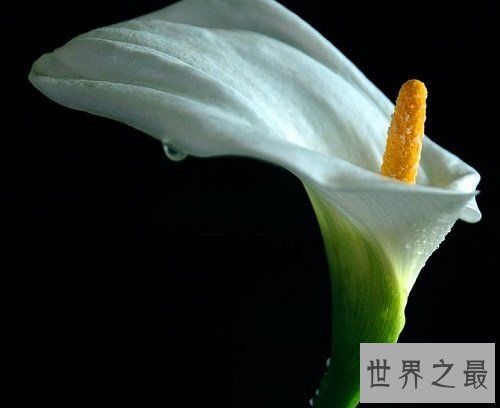 马蹄莲有毒吗?听听专家怎么说!