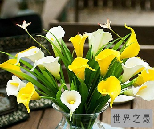 马蹄莲有毒吗?听听专家怎么说!