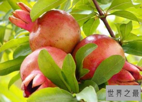 石榴的功效与作用禁忌,吃多了会导致上火和炎症