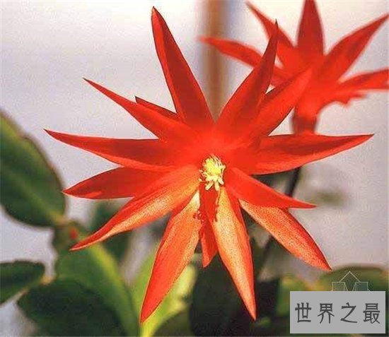 假昙花和仙人指长得很像,可以开出很多颜色的花朵