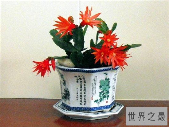 假昙花和仙人指长得很像,可以开出很多颜色的花朵