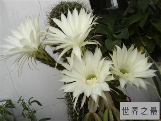 假昙花和仙人指长得很像,可以开出很多颜色的花朵