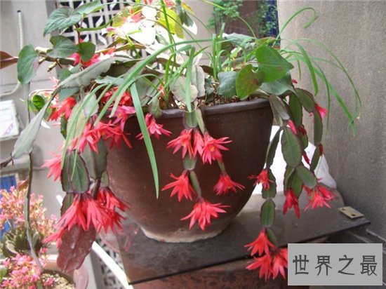 假昙花和仙人指长得很像,可以开出很多颜色的花朵