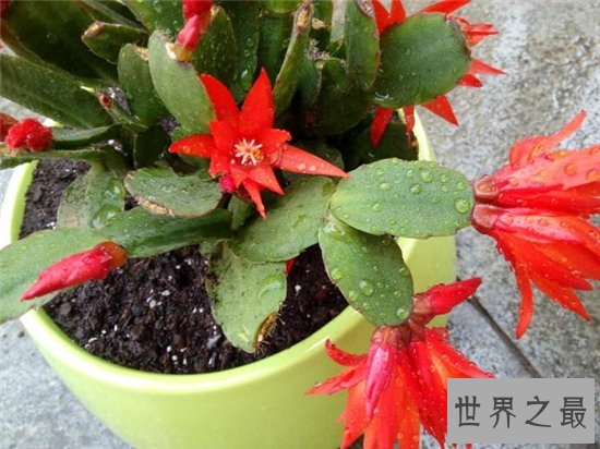 假昙花和仙人指长得很像,可以开出很多颜色的花朵