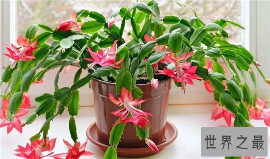 假昙花和仙人指长得很像,可以开出很多颜色的花朵