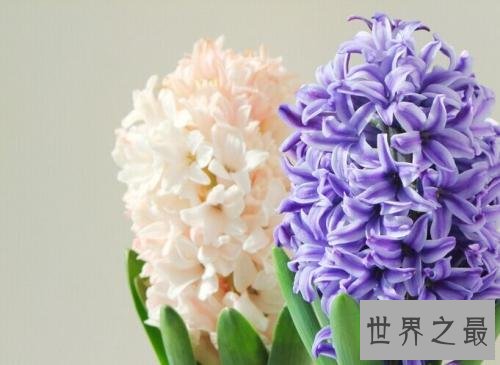 风信子开花后怎么处理?花卉小课堂开课啦!