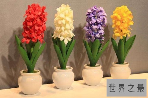 风信子开花后怎么处理?花卉小课堂开课啦!