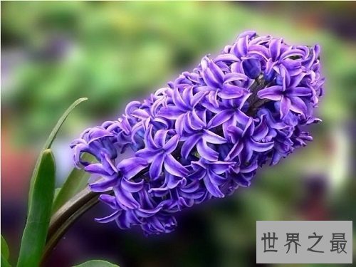 风信子开花后怎么处理?花卉小课堂开课啦!