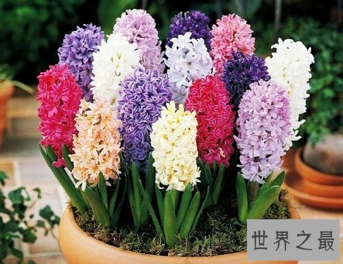 风信子开花后怎么处理?花卉小课堂开课啦!