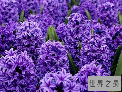 风信子开花后怎么处理?花卉小课堂开课啦!