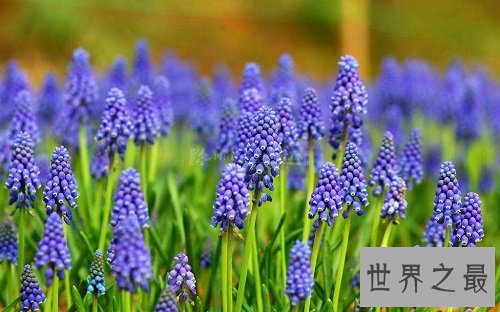 风信子开花后怎么处理?花卉小课堂开课啦!