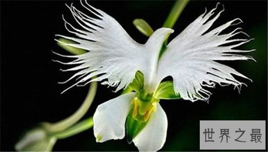 世界上最独特的花排名,嘴唇花充满了诱惑的味道