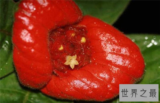 世界上最独特的花排名,嘴唇花充满了诱惑的味道