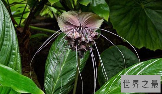 世界上最独特的花排名,嘴唇花充满了诱惑的味道