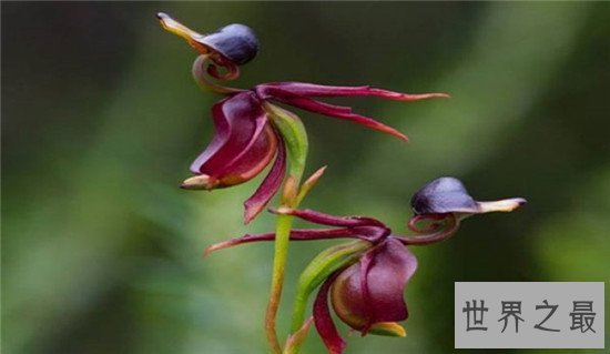 世界上最独特的花排名,嘴唇花充满了诱惑的味道