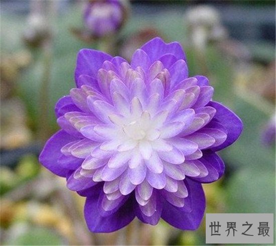 世界上最独特的花排名,嘴唇花充满了诱惑的味道