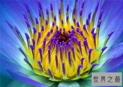 世界上最独特的花排名，嘴唇花充满了诱惑的味道