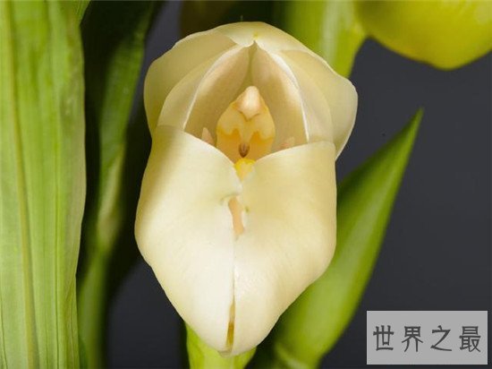 世界上最独特的花排名,嘴唇花充满了诱惑的味道