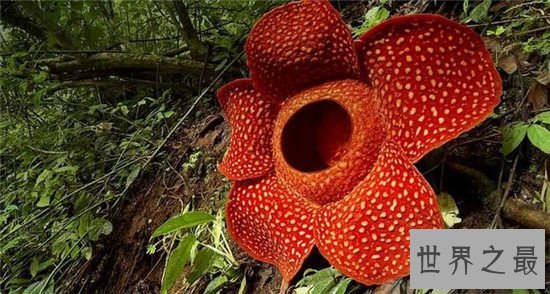 世界上最独特的花排名,嘴唇花充满了诱惑的味道