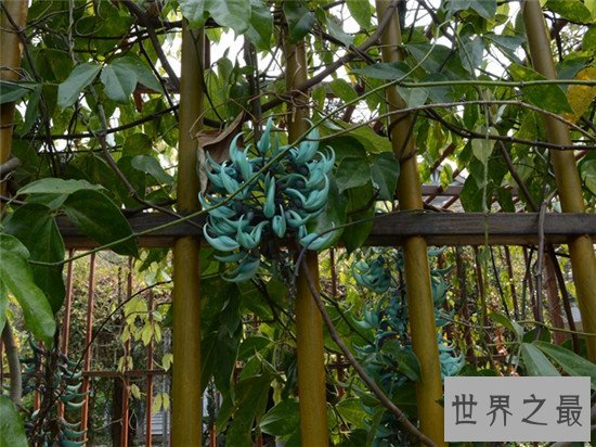 世界上最独特的花排名,嘴唇花充满了诱惑的味道