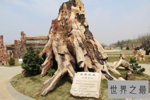 最古老的树,已经有9500年的历史!