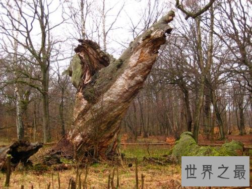 最古老的树,已经有9500年的历史!