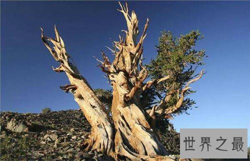 最古老的树,已经有9500年的历史!