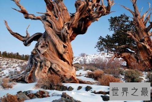 最古老的树,已经有9500年的历史!
