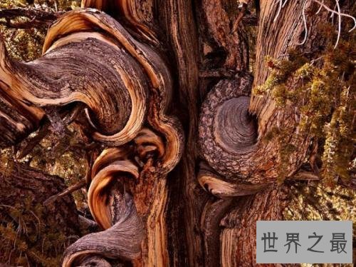 最古老的树,已经有9500年的历史!