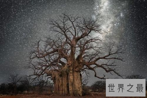 最古老的树,已经有9500年的历史!