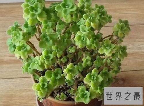 碰碰香有毒吗?没想到它居然作用那么大!