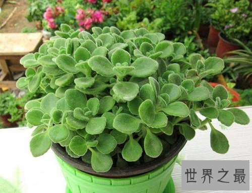 碰碰香有毒吗?没想到它居然作用那么大!